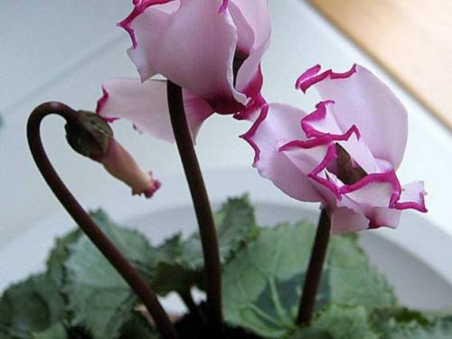 Цикламен персидский сколько живет. 13 сортов цикламена персидского для домашнего выращивания