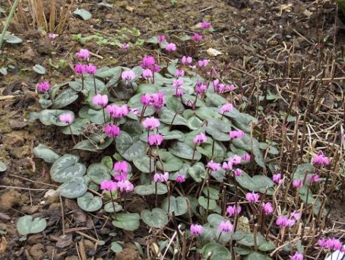 Подарили цикламен, как ухаживать. Как выглядит цикламен