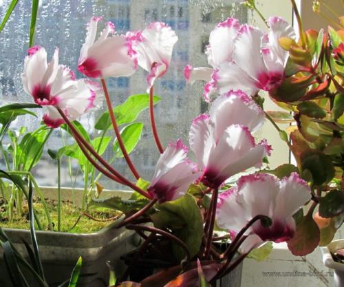 Цикламен персидский сколько живет. 13 сортов цикламена персидского для домашнего выращивания