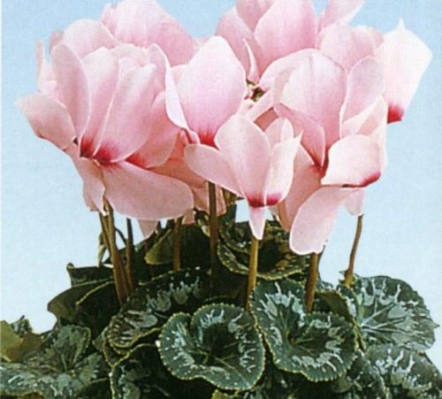 Цикламен персидский сколько живет. 13 сортов цикламена персидского для домашнего выращивания