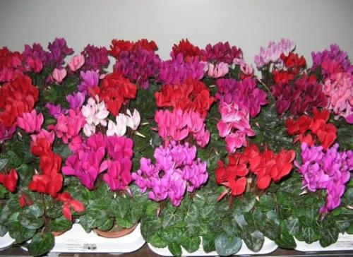 Подарили цикламен, как ухаживать. Как выглядит цикламен