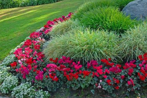 Подарили цикламен, как ухаживать. Как выглядит цикламен