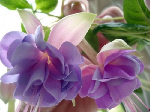 Цикламен персидский сколько живет. 13 сортов цикламена персидского для домашнего выращивания