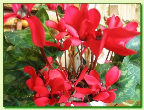 Цикламен персидский сколько живет. 13 сортов цикламена персидского для домашнего выращивания