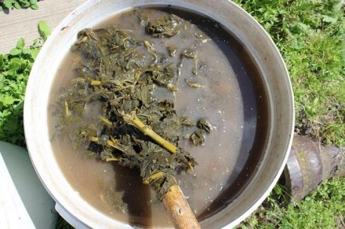 Подкормка роз народными средствами. Народные средства