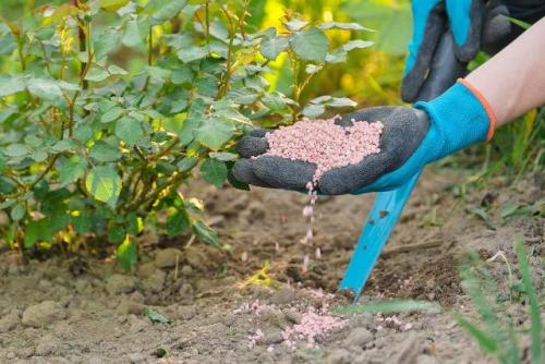 Суперфосфат для роз. Весенняя подкормка роз минеральными удобрениями