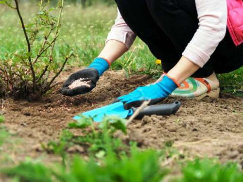 Суперфосфат для роз. Весенняя подкормка роз минеральными удобрениями