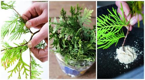 Выращивание туи в домашних условиях. Уход за комнатной туей 05