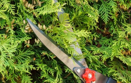 Размножение туи осенью. В какое время лучше заготавливать черенки?