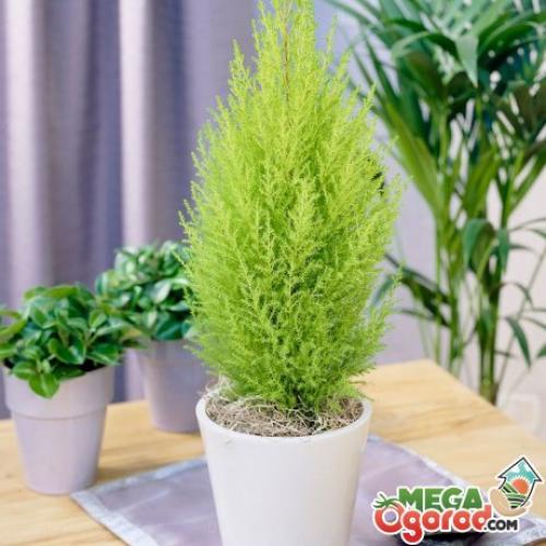 Туя в горшке. Высаживание и пересаживание