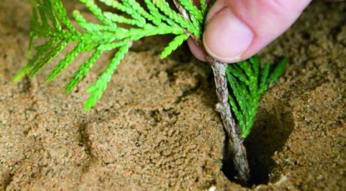 Выращивание туи в домашних условиях. Уход за комнатной туей 06