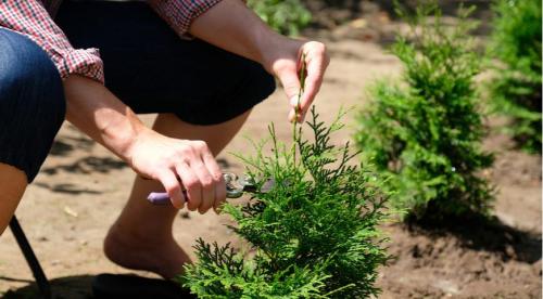 Выращивание туи в домашних условиях. Уход за комнатной туей 08