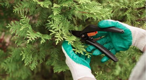 Выращивание туи в домашних условиях. Уход за комнатной туей 04