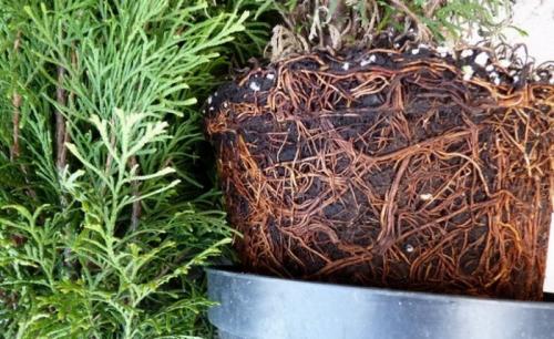 Размножение туи ветками в домашних условиях. Как размножать тую