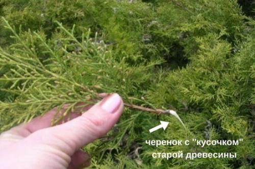 Размножение туи осенью. В какое время лучше заготавливать черенки?