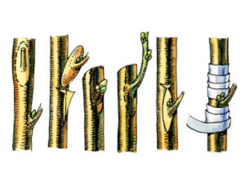 Миндаль трехлопастный размножение черенками. Как правильно размножается куст?