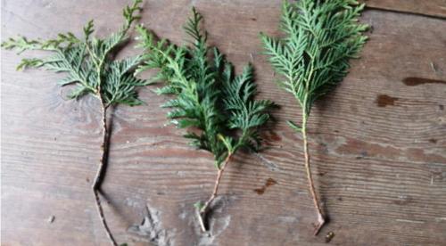 Выращивание туи в домашних условиях. Уход за комнатной туей 03