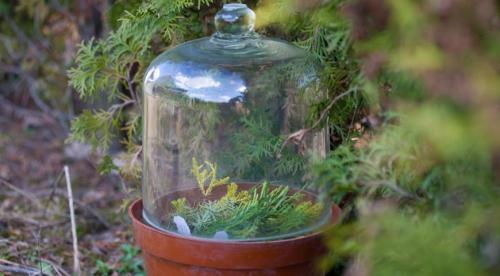 Выращивание туи в домашних условиях. Уход за комнатной туей 07