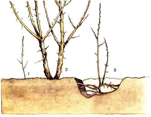 Миндаль трехлопастный размножение черенками. Как правильно размножается куст?