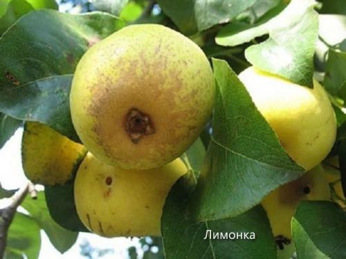 Как определить сорт груши. Сорта груши с фото и описанием: летние, осенние, зимние