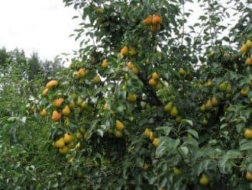 Крупноплодные сорта груш. Какие сорта груш можно посадить в своем саду и как они классифицируются