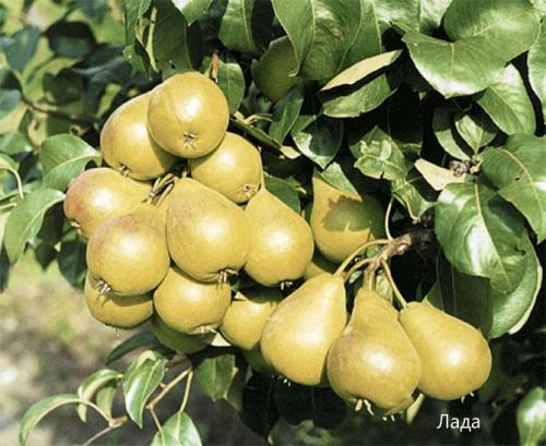 Как определить сорт груши. Сорта груши с фото и описанием: летние, осенние, зимние