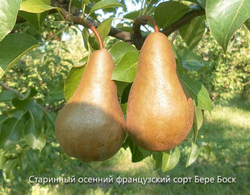 Как определить сорт груши. Сорта груши с фото и описанием: летние, осенние, зимние