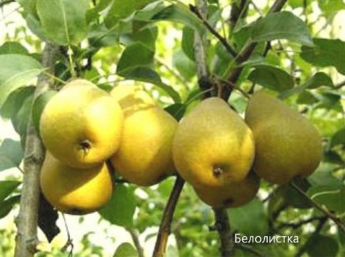 Как определить сорт груши. Сорта груши с фото и описанием: летние, осенние, зимние