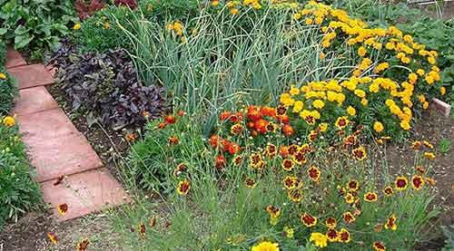 Что с чем можно сажать рядом. Другие полезные соседи для овощей