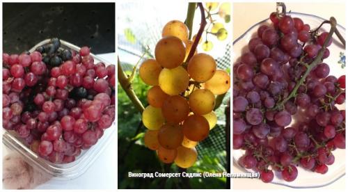 Выращивание винограда на севере. Какие сорта винограда будут рады северным регионам? 04 Выращивание винограда на севере. Какие сорта винограда будут рады северным регионам? 04