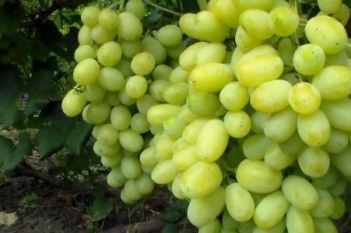Выращивание винограда на севере. Какие сорта винограда будут рады северным регионам?