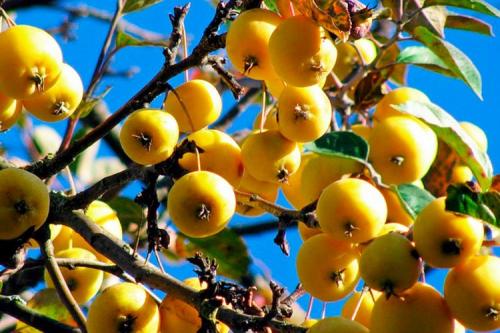 Ранние сладкие сорта яблок. ТОП-15 ранних сортов яблок для вашего сада