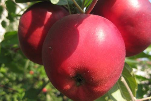 Ранние сладкие сорта яблок. ТОП-15 ранних сортов яблок для вашего сада