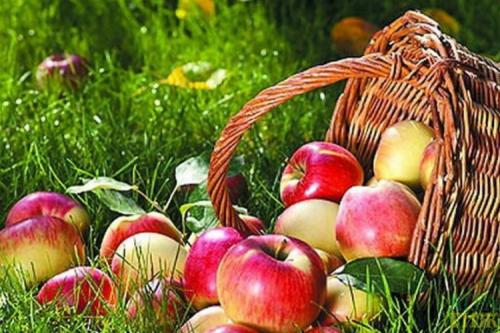 Ранние сладкие сорта яблок. ТОП-15 ранних сортов яблок для вашего сада