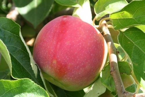 Ранние сладкие сорта яблок. ТОП-15 ранних сортов яблок для вашего сада