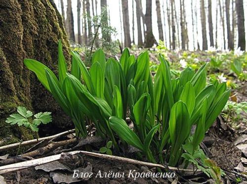 Лесной чеснок. Где растет черемша, и что это за растение?