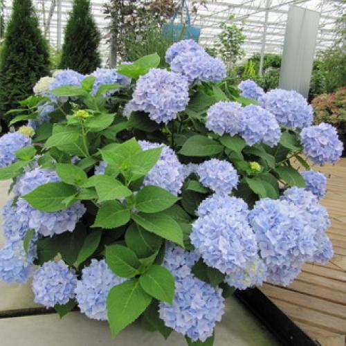 Гортензия с плоскими соцветиями. Какого цвета бывает декоративное растение гортензия?