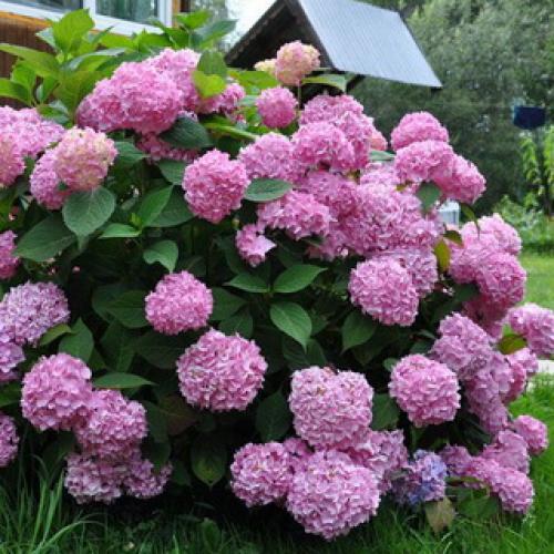 Гортензия с плоскими соцветиями. Какого цвета бывает декоративное растение гортензия?