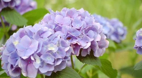 Популярные сорта гортензии крупнолистной. Гортензия крупнолистная (Hydrangea macrophylla) 04