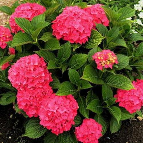 Гортензия с плоскими соцветиями. Какого цвета бывает декоративное растение гортензия?