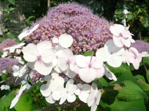 Гортензия макрофила сорта. Сорта шероховатой гортензии