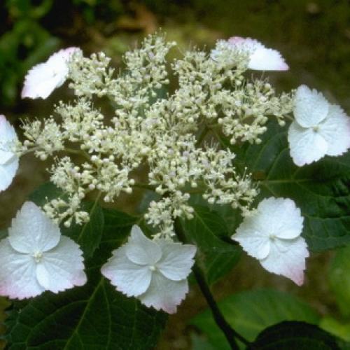 Гортензия с плоскими соцветиями. Какого цвета бывает декоративное растение гортензия?