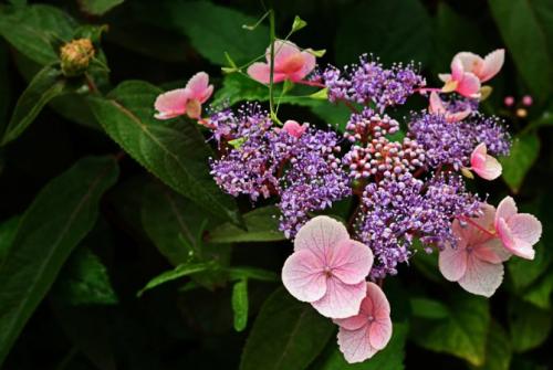 Гортензия макрофила сорта. Сорта шероховатой гортензии