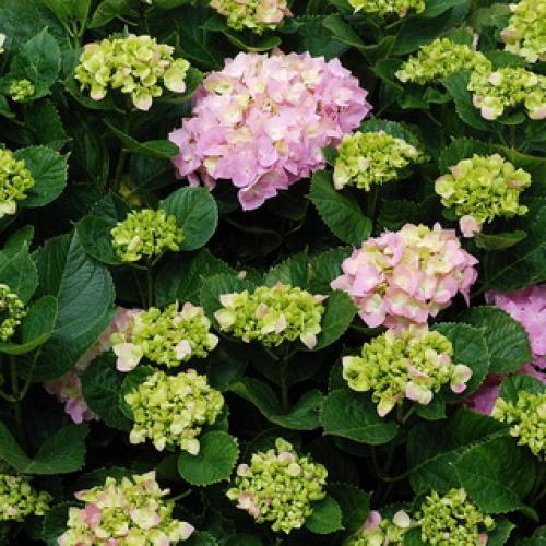 Гортензия с плоскими соцветиями. Какого цвета бывает декоративное растение гортензия?