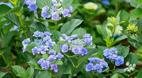 Популярные сорта гортензии крупнолистной. Гортензия крупнолистная (Hydrangea macrophylla) 02