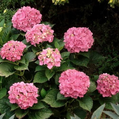 Гортензия с плоскими соцветиями. Какого цвета бывает декоративное растение гортензия?