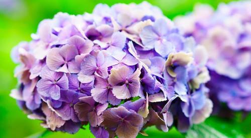 Популярные сорта гортензии крупнолистной. Гортензия крупнолистная (Hydrangea macrophylla) 01
