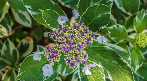 Популярные сорта гортензии крупнолистной. Гортензия крупнолистная (Hydrangea macrophylla) 03