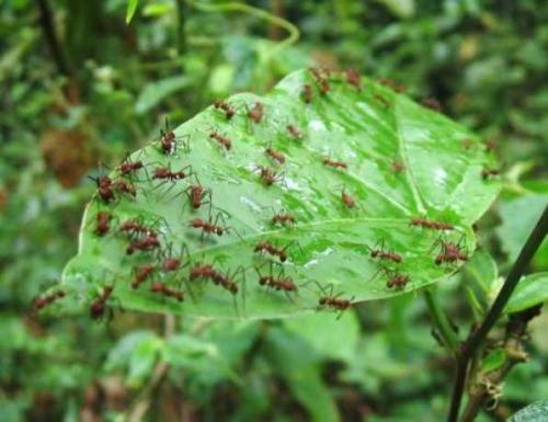 Борная кислота для в садоводстве. О борной кислоте из школьного курса биологии 04