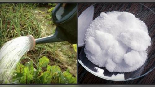 Борная кислота для в садоводстве. О борной кислоте из школьного курса биологии 08